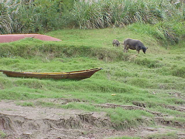    Water buffalo and calf,    Shennong Stream Badong